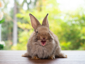 Les affections dentaires sont la première cause de consultation du lapin de compagnie chez le vétérinaire.