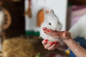 Une fille tient un lapin blanc dans ses mains.