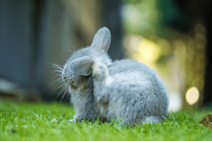 La lapin peut avoir des parasites externes comme des puces !