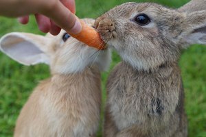 Deux lapins ont reçu une carotte