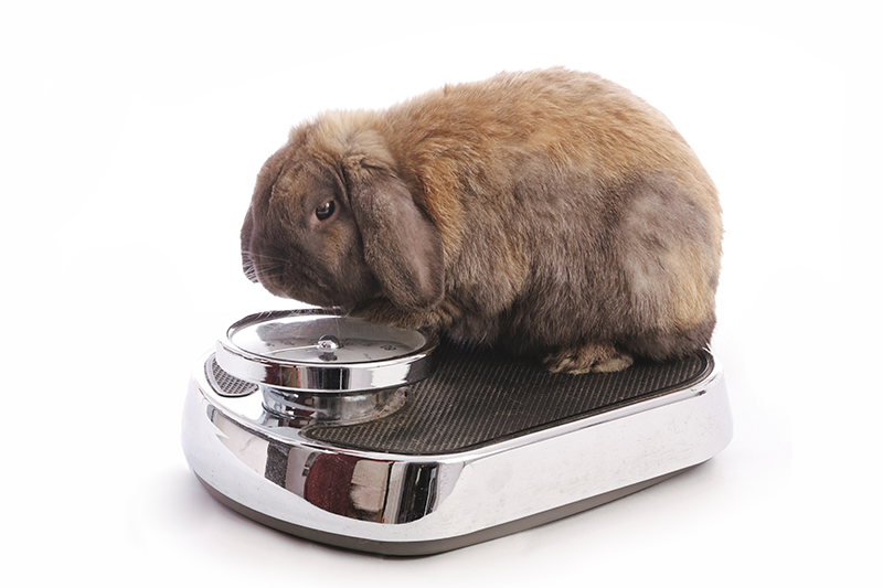 Un lapin est assis au sommet d'une balance.