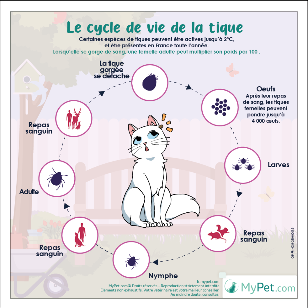 evolution-tique