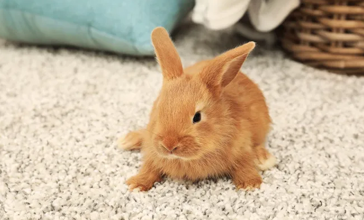 premiers jours avec mon lapin à la maison