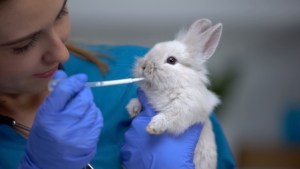 Vétérinaire administrant à un lapin des médicaments à l'aide d'une pipette, des antibiotiques ou des anthelminthiques