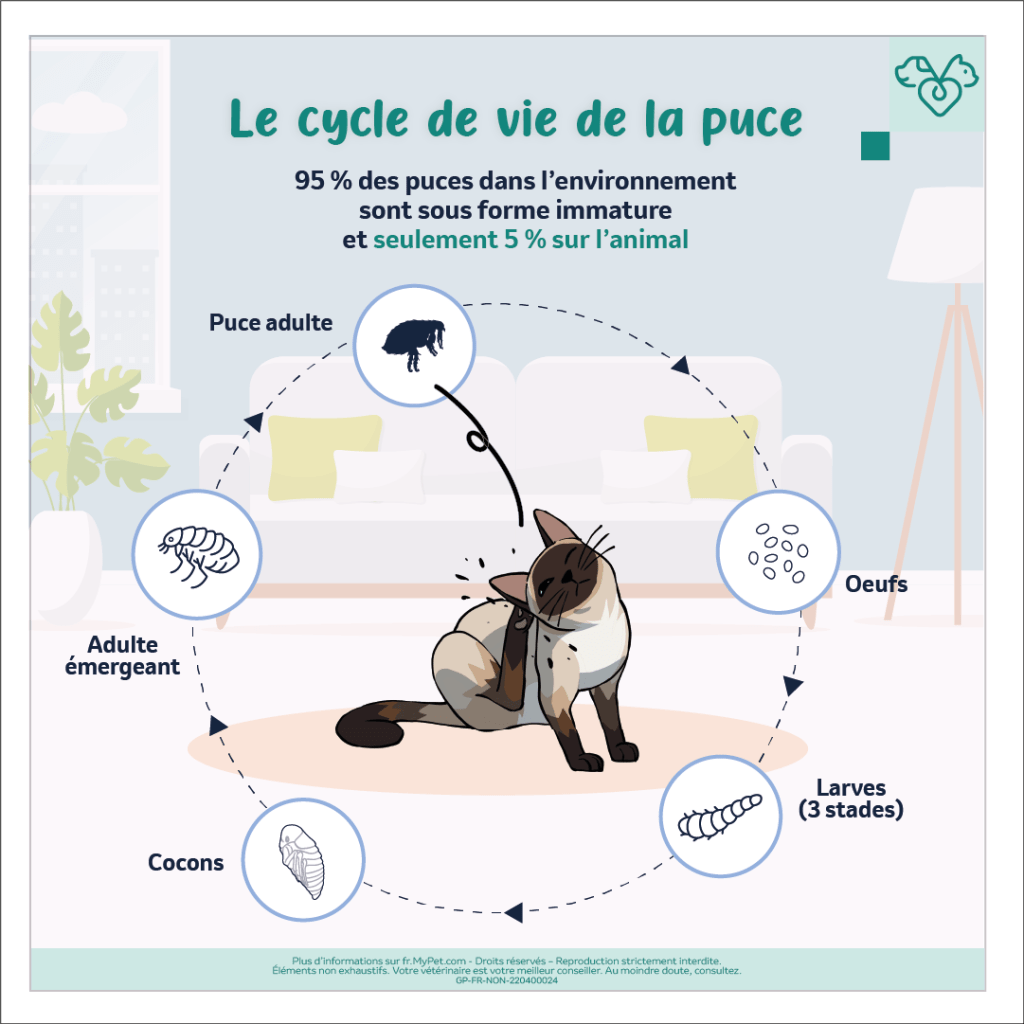 puce chat symptômes