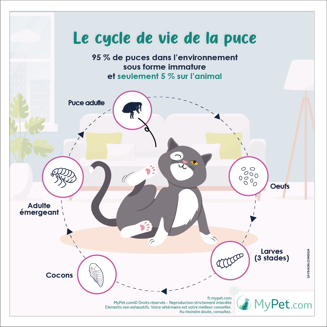 Comment se débarrasser des puces de chat ? | My Pet