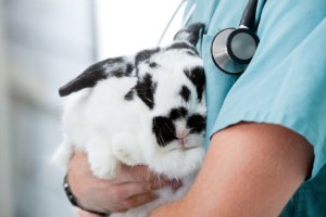 Un vétérinaire tient un lapin noir et blanc.