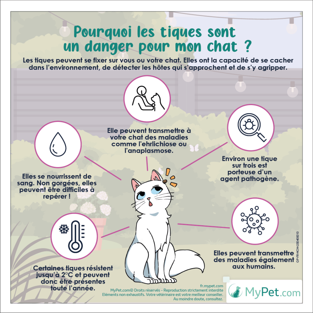 dangers tiques chat
