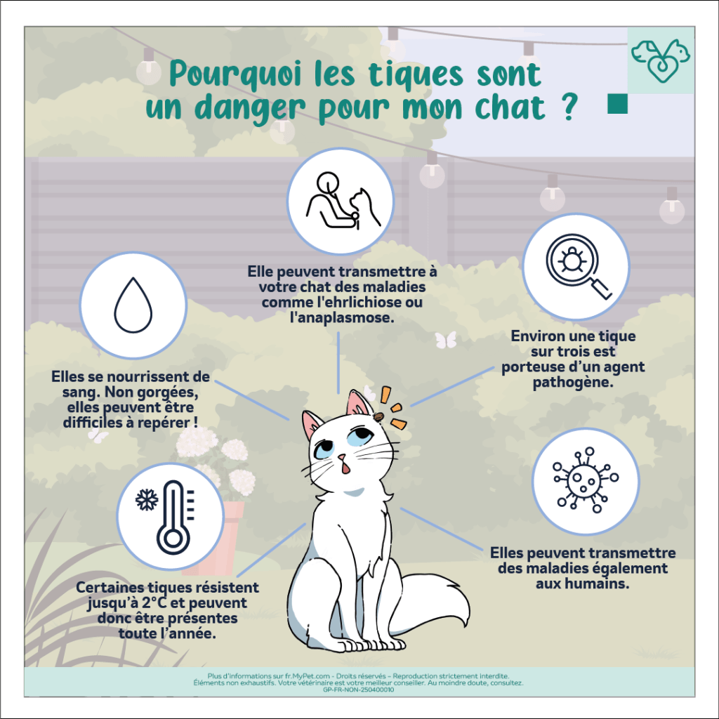 tiques-danger-chat