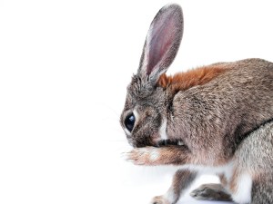 Le lapin se lèche les pattes