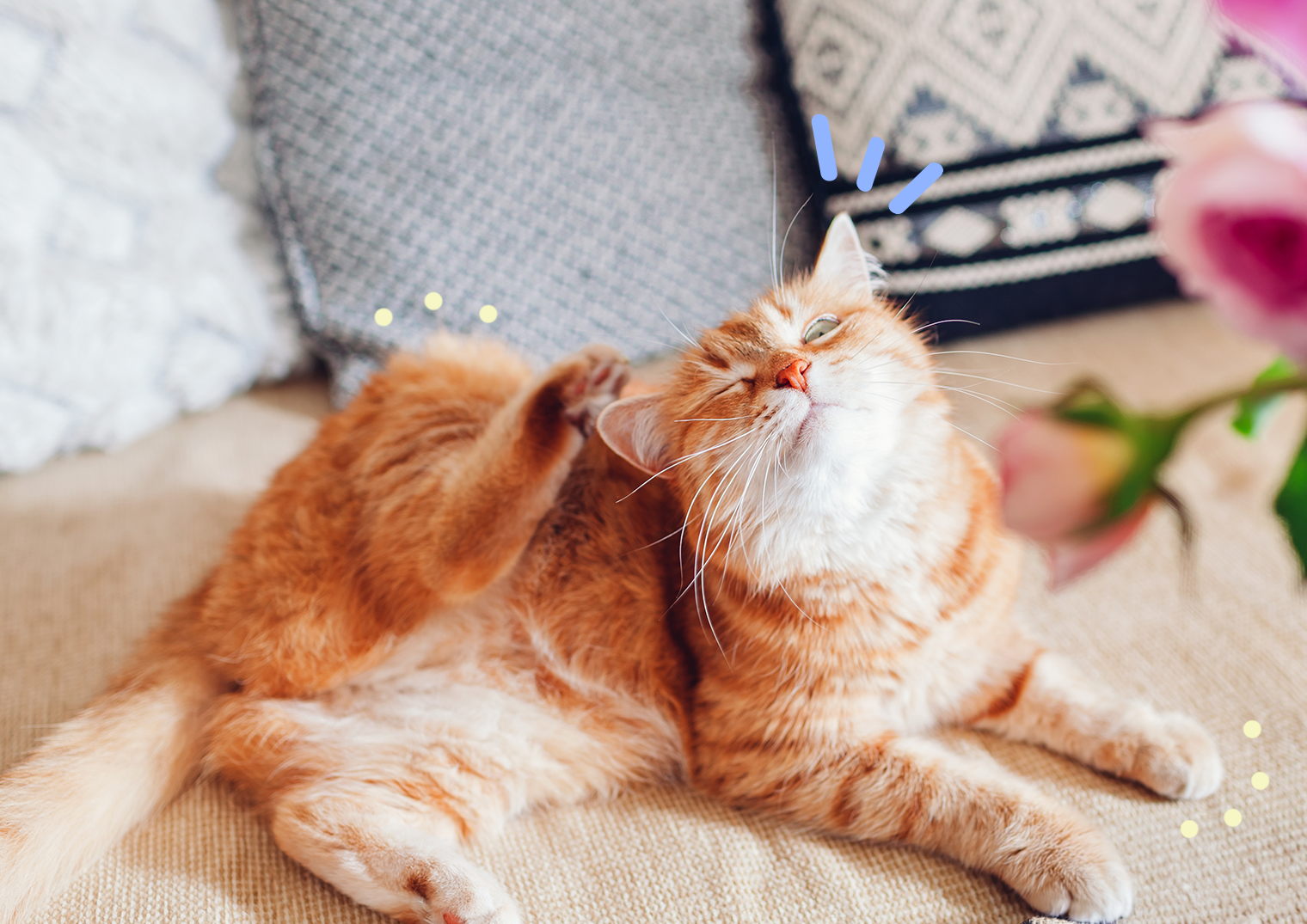 chat qui a des puces dans la maison