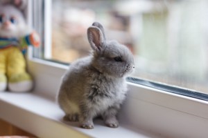 Un lapin gris regarde par la fenêtre