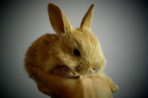 Un petit lapin est assis sur une main.