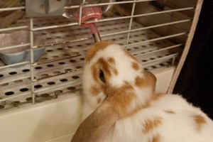 Un lapin boit de l'eau
