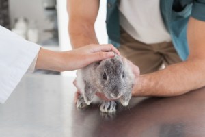 Un lapin est préparé pour la vaccination