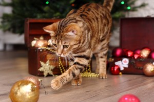 chat qui joue avec des boules de Noël