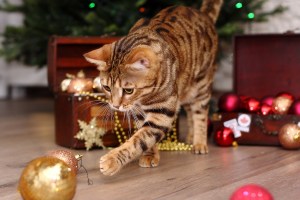 chat qui joue avec des boules de Noël