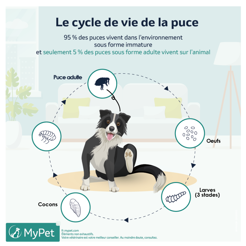 infographie-cycle-vie-puces-chien
