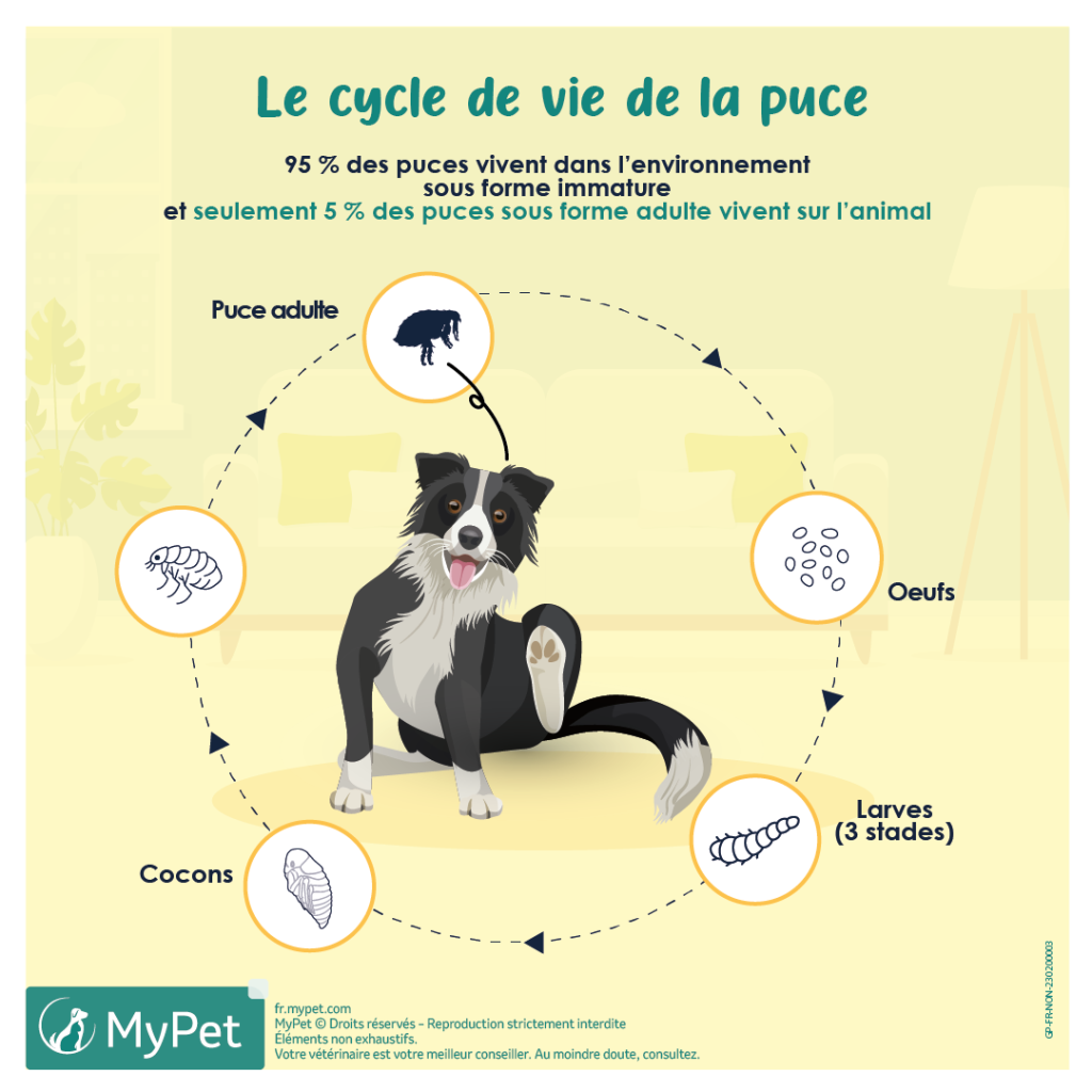 Le cycle de vie des puces des chiens