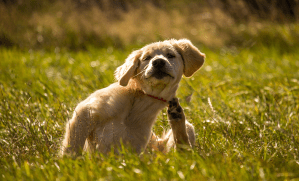 chien qui se gratte dans l'herbe à cause des puces