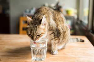 chat_boit_beaucoup