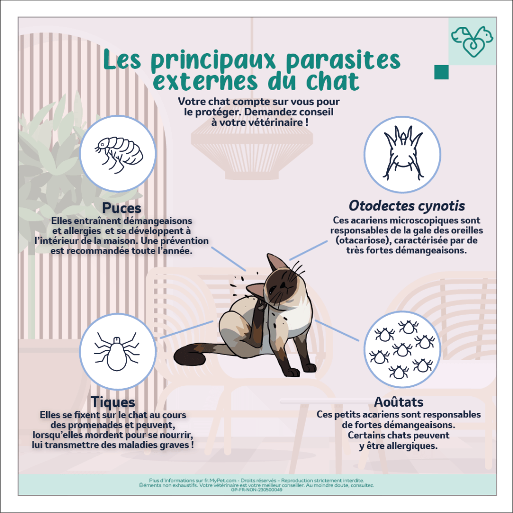 puces chat tiques chat aoutat chat