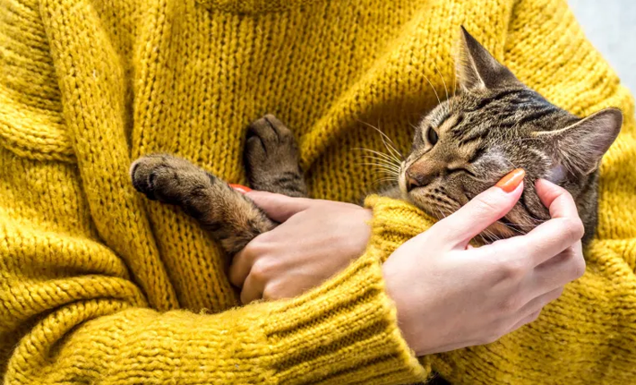 chat tigré câliné dans les bras d'une femme