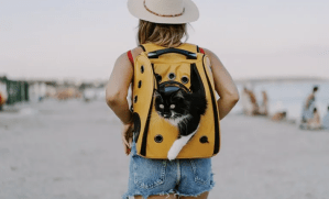 chat dans un sac de voyage sur le dos de son humaine