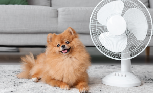 chien à côté d'un ventilateur durant les fortes chaleurs de la canicule