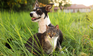 chien et chat dehors dans l'herbe
