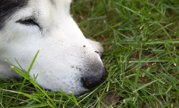 chien qui a des moustiques sur le museau