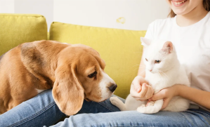 chien et chat sur le canapé avec leur maitresse