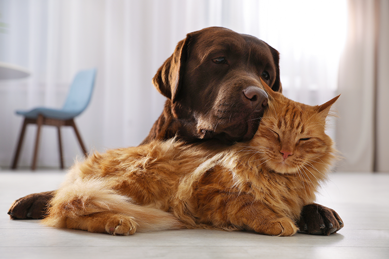 chien et chat se blottissant