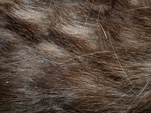 pellicules_blanches_chats