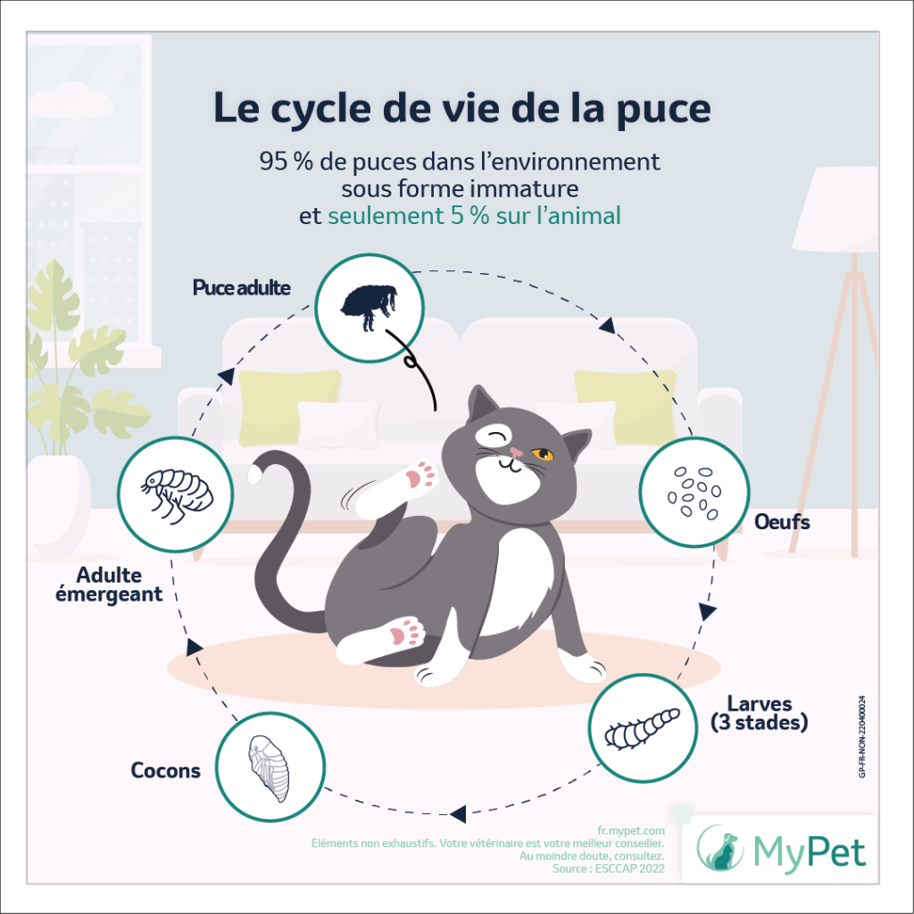 Cycle de vie de la puce du chat
