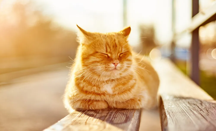 chat roux qui dot au soleil