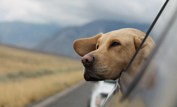 chien en voiture qui passe la têt par la fenêtre durant un voyage