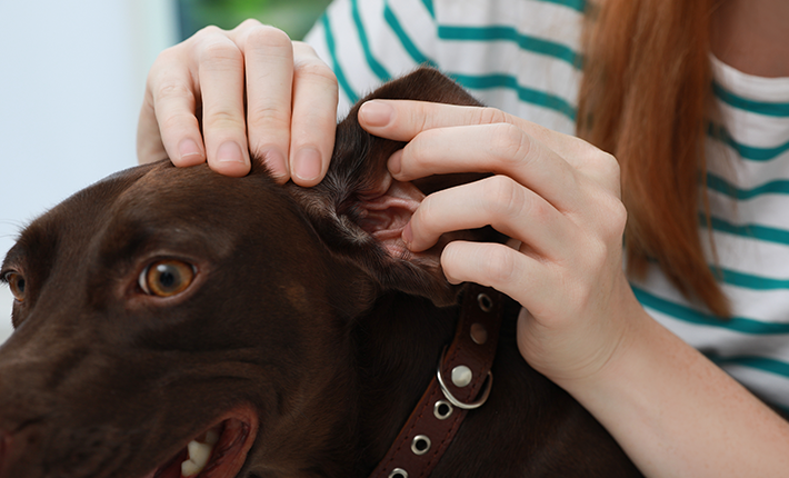 recherche de la présence de tiques vers l'oreille d'un chien