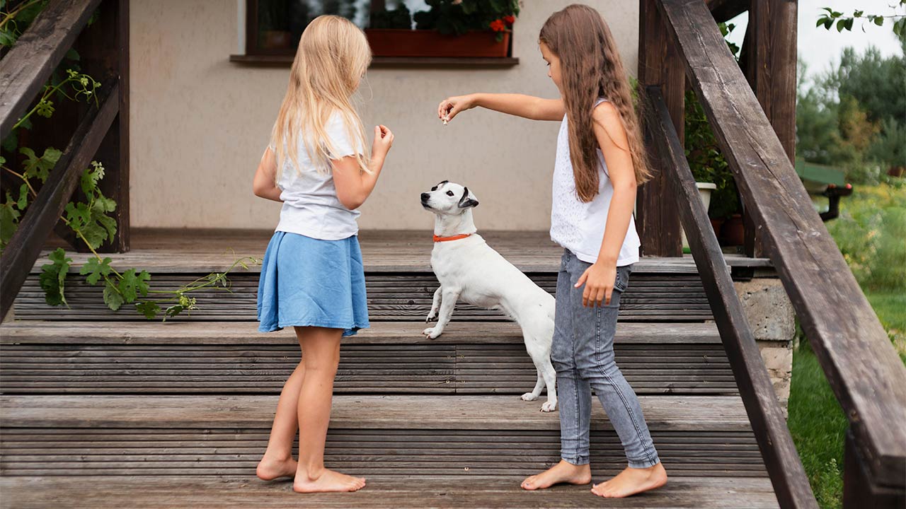 Apprendre des tours à mon chien, chat ou lapin