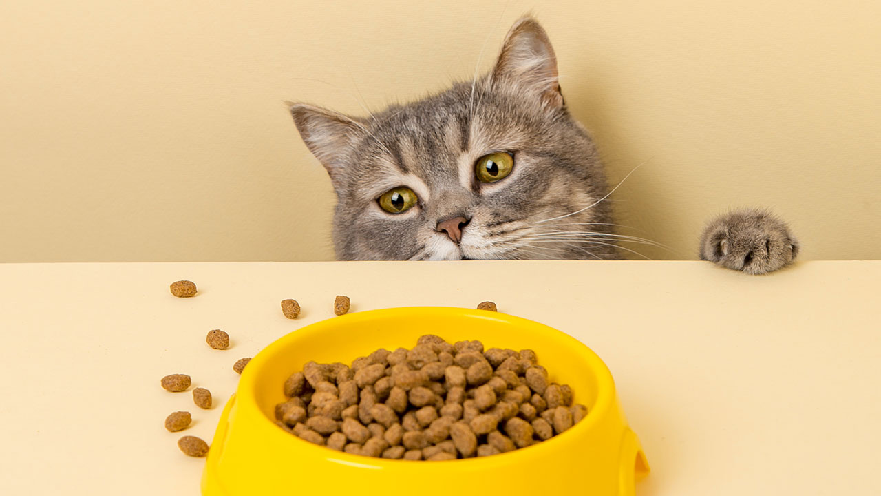 Conseils sur l'alimentation pour chat, chien ou lapin