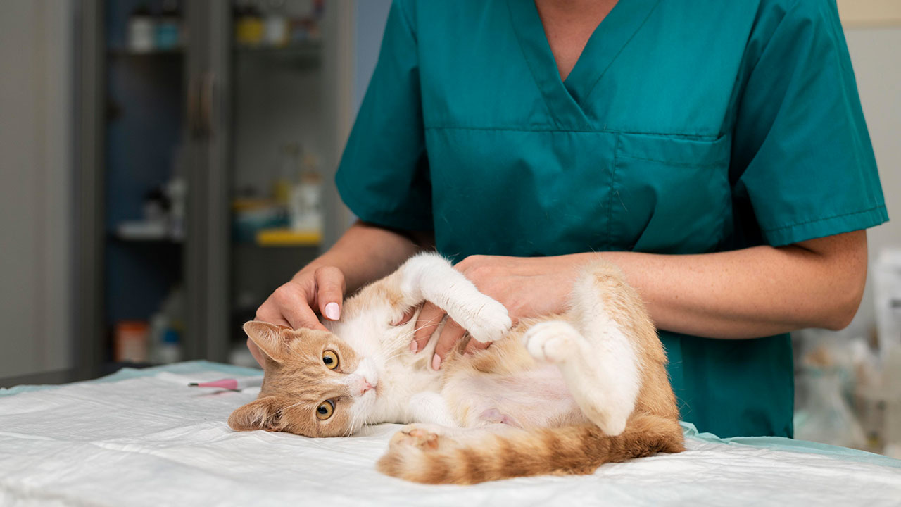 Bénéfices de la stérilisation du chat, chien ou lapin