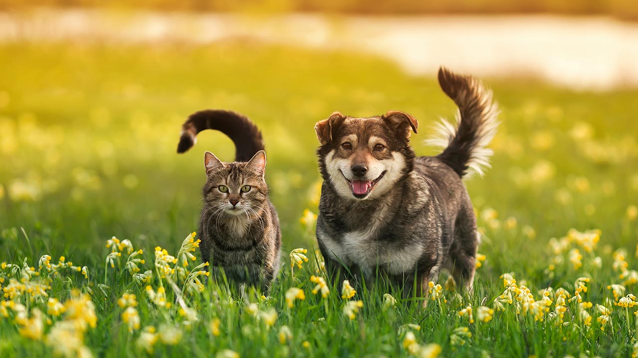 Tout savoir sur les races de chien, chat et lapin