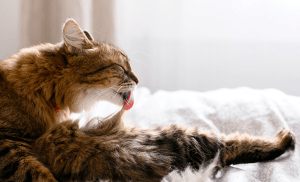 Mon chat vomit des boules de poils