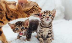 Protégez votre chat contre les vers