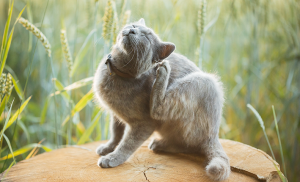 aoutat démangeaisons