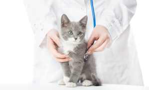 vaccination chat : quand le faire