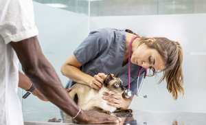 Pourquoi vacciner son chat