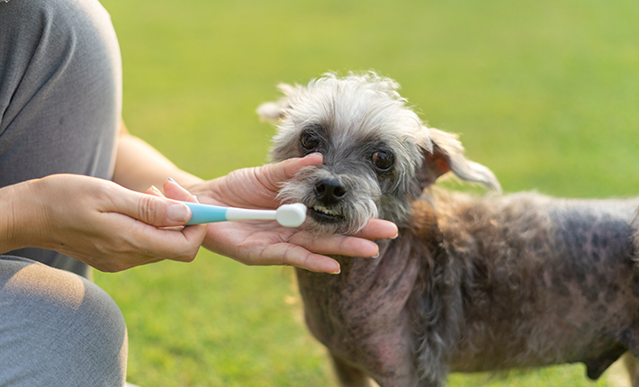 brossage des dents d'un chien grâce au medical training