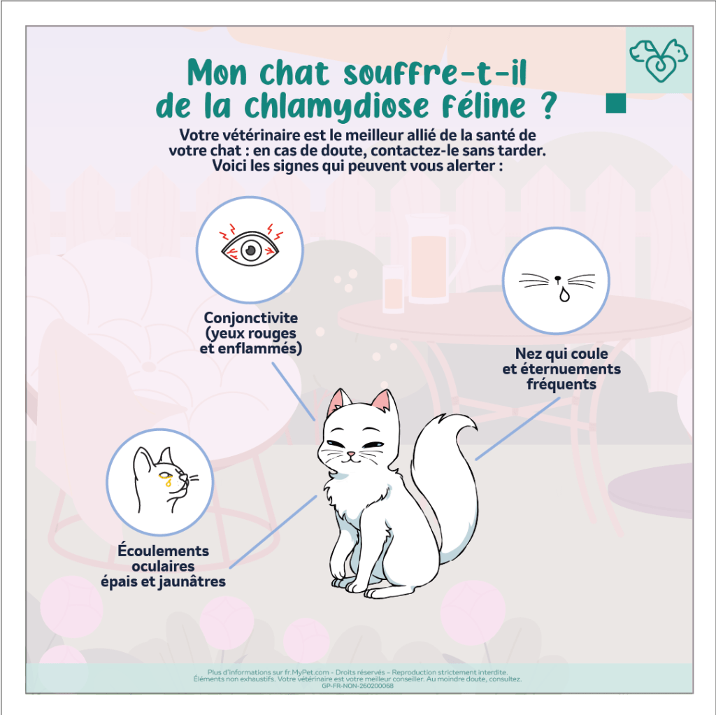 symptômes de la chlamydiose chez le chat