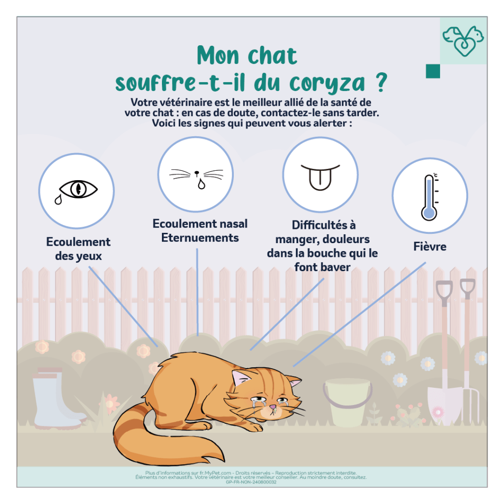 coryza-maladie-chat